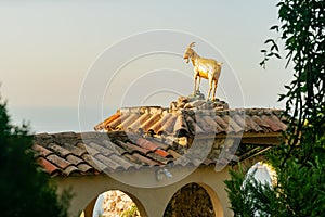 Gold goat statue in the beautiful and historical Eze Village