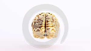 Gold Golden Brain Human Anatomy Mind Intelligence Medical Organ Art Wealth Front View White Background