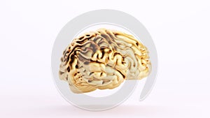 Gold Golden Brain Human Anatomy Mind Intelligence Medical Organ Art Wealth Side View White Background