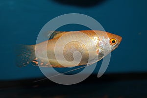 Gold gourami (Trichopodus trichopterus) aquarium fish