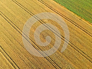 Gold grain fields with truck tracks, green meadow, aerial view from top