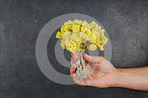 Gold grass bundle, closeup stock photo