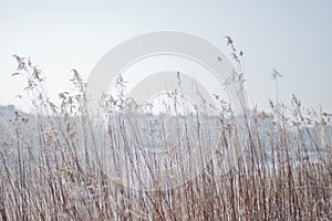 Gold Grass on a Clear Winter Day