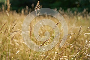 Gold grass flower