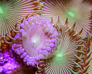 Gold and green palythoa button polyp corals