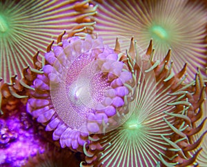 Gold and green palythoa button polyp corals photo