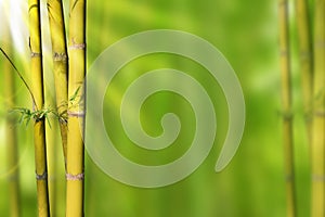 Gold Green stems bamboo and green abstract background