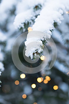 Snow Covered Branch of a Fir Tree Beautyful Christmas