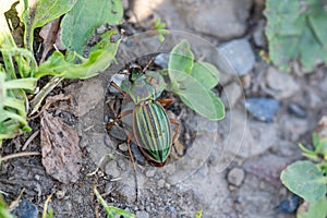 Gold ground beetle, Carabus auratus
