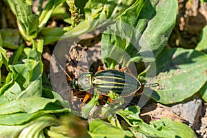 Gold ground beetle, Carabus auratus