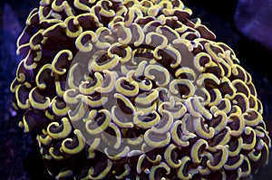 Gold hammer euphyllia coral photo