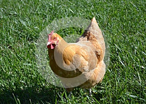 Poultry chicken gold buff orpington hen photo