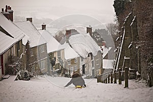 Gold Hill Shaftesbury photo