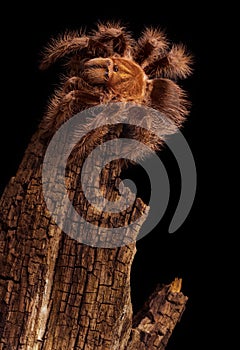 Gold Honduran Curlyhair Tarantula