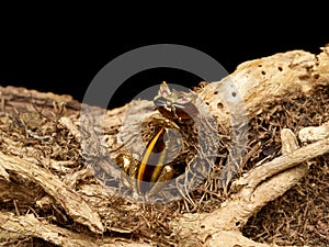 Gold jewelry laying on a tree root photo