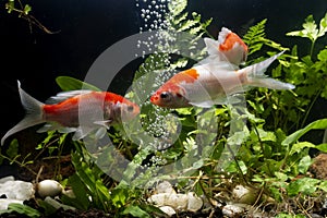 Gold koi fish  fancy japanis on black background