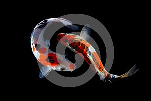 Gold koi fish isolated on black background