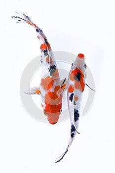 Gold koi fish isolated on black background