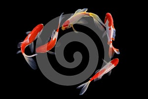 Gold koi fish isolated on black background