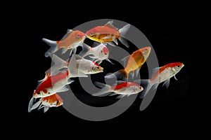 Gold koi fish isolated fancy japanis on black background