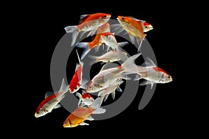 Gold koi fish isolated fancy japanis on black background