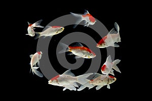 Gold koi fish isolated fancy japanis on black background