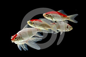 Gold koi fish isolated fancy japanis on black background
