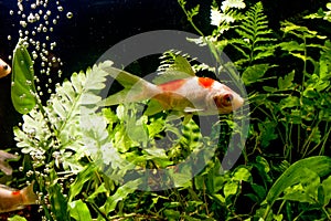 Gold koi fish isolated fancy japanis on black background