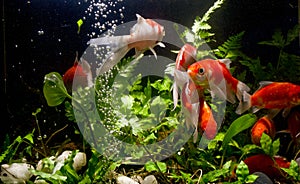 Gold koi fish isolated fancy japanis on black background