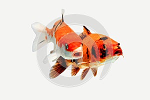 Gold koi fish isolated on white background