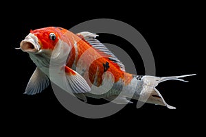 Koi fish Shiro Utsuri Koi fish Black background