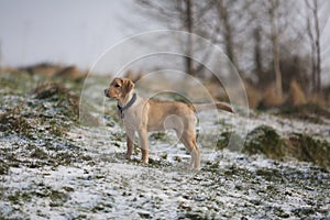 Gold labrador retriever puppy in snow