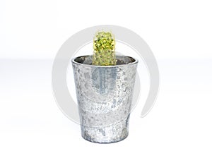 Gold lace mammillaria elongata cactus in a small decorative pot on white background