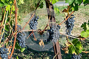 The gold of the Langhe ... splendid cluster of Nebbiolo grapes photo