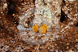 The gold leaf on the back of Buddha statue in temple of Thailand