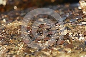 The gold leaf on the back of Buddha statue in temple of Thailand