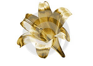 Gold lily