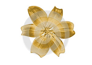 Gold lily