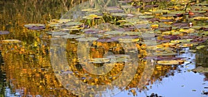 Gold Lily Pads Water Reflections Van Dusen Gardens photo