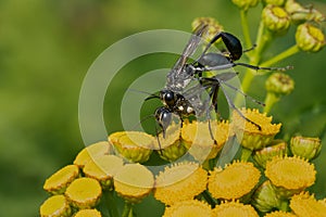 Gold-marked Thread-waisted Wasp - Eremnophila aureonotata