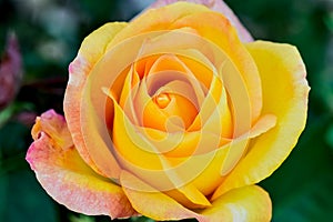 Gold Medal Rose Flower Macro