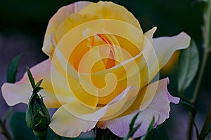 Gold Medal Rose