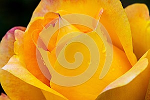 Gold Medal Rose