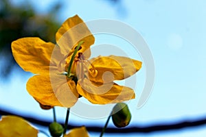 Gold medallion tree blossom