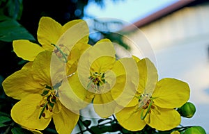 Gold medallion tree blossom