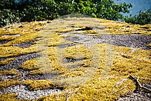 Gold moss at Pha Hin Goob