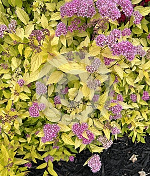 Gold Mound Japanese Spirea, Spiraea japonica 'Gold Mound'