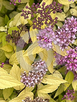 Gold Mound Japanese Spirea, Spiraea japonica 'Gold Mound'