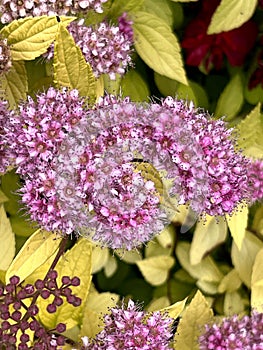 Gold Mound Japanese Spirea, Spiraea japonica 'Gold Mound'