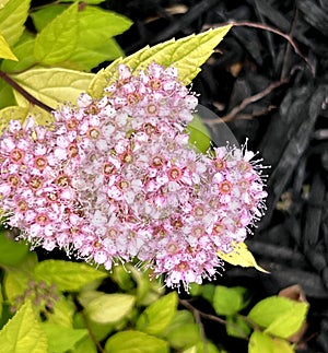 Gold Mound Japanese Spirea, Spiraea japonica 'Gold Mound'